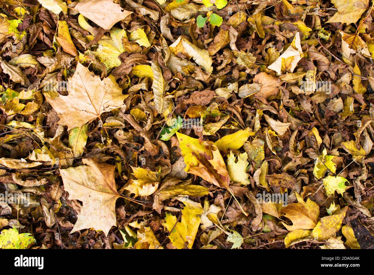 Sfondo modello foglie d'autunno appassite Foto Stock