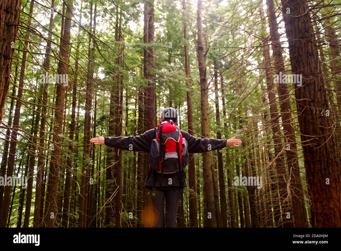 Vista posteriore basso angolo di irriconoscibile turista in piedi in boschi Con le braccia distese e godendo la libertà a Monte Cabezon Natural Monumento di Sequo Foto Stock