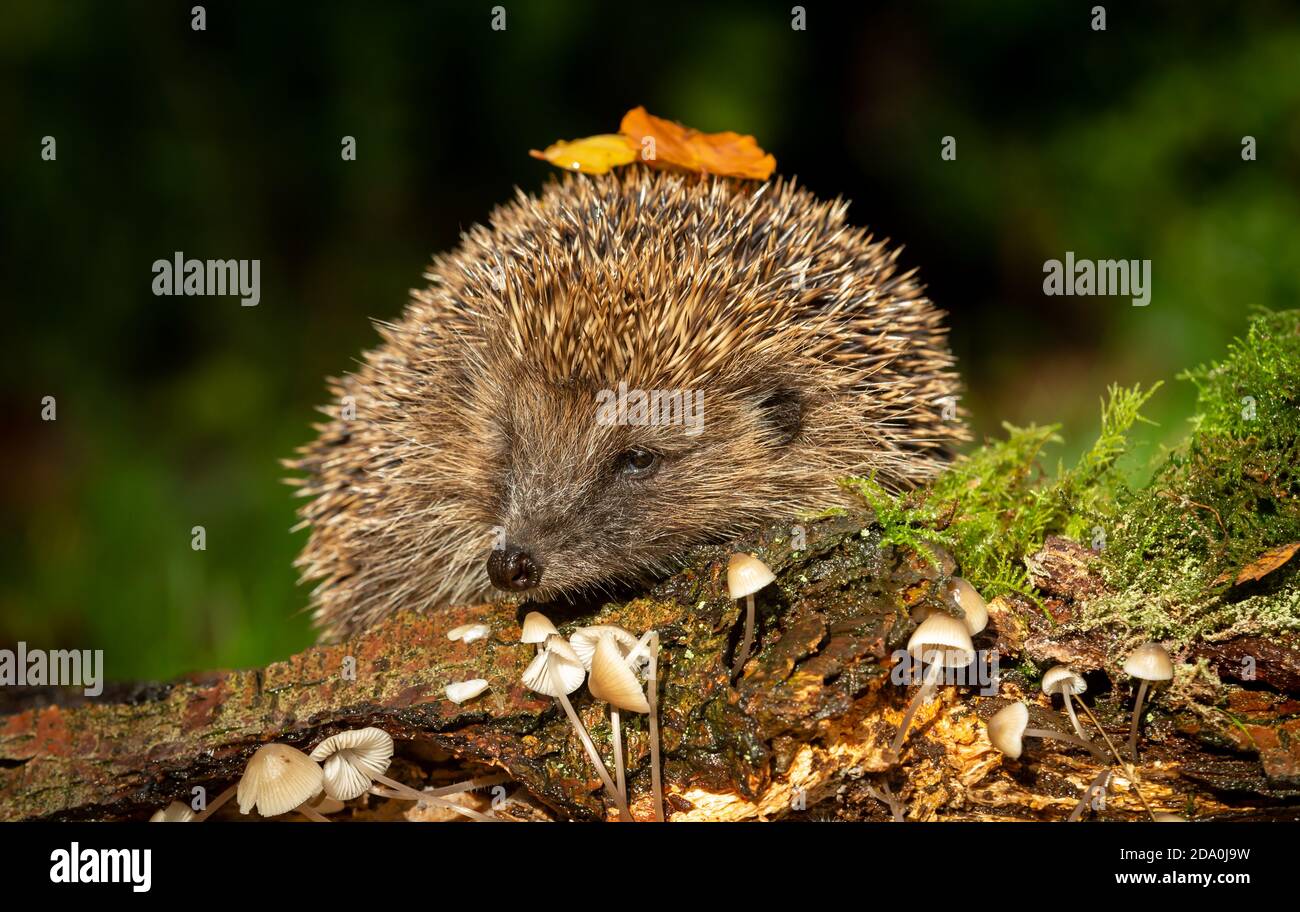 Ricci selvaggi e nativi che si nutrono in un giardino accogliente. Portato all'interno di un nascondiglio faunistico per monitorare la salute e la popolazione di questo mammifero in declino Foto Stock