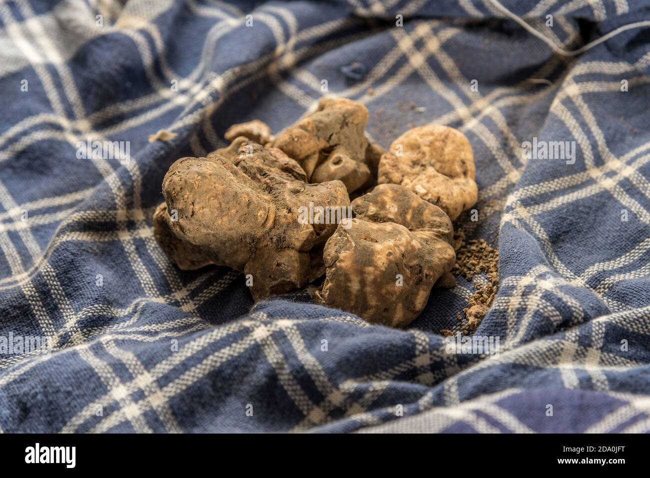 Tartufi bianchi di Alba appena selezionati su tovagliolo tradizionale del cacciatore di tartufi Foto Stock