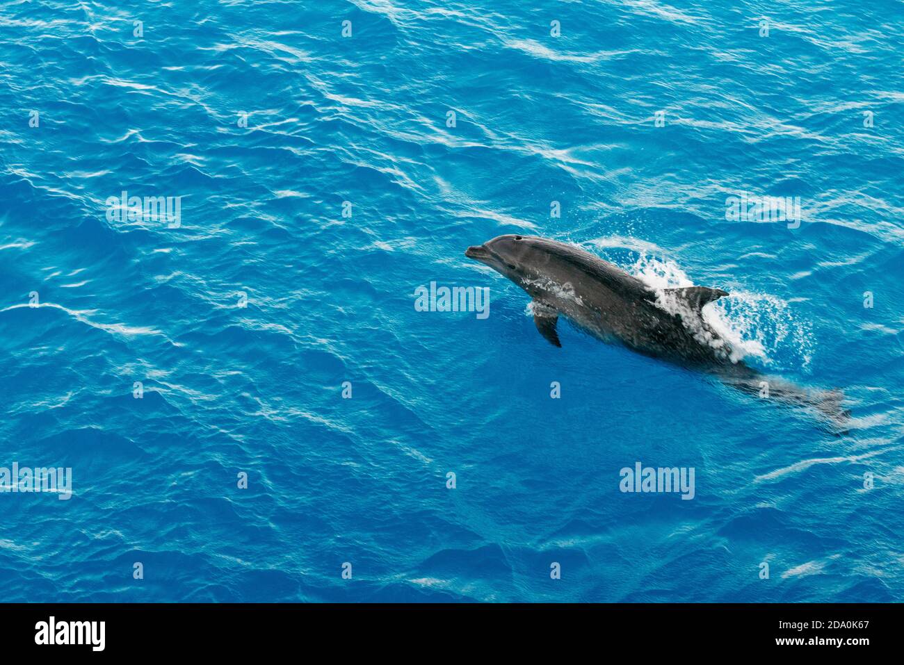 Delfino a collo di bottiglia (Tursiops truncatus) che cavalcano le onde. Delfini nelle isole Tuamotu, Atollo di Rangiroa, crociera a bordo della crociera Paul Gauguin, Società Isla Foto Stock
