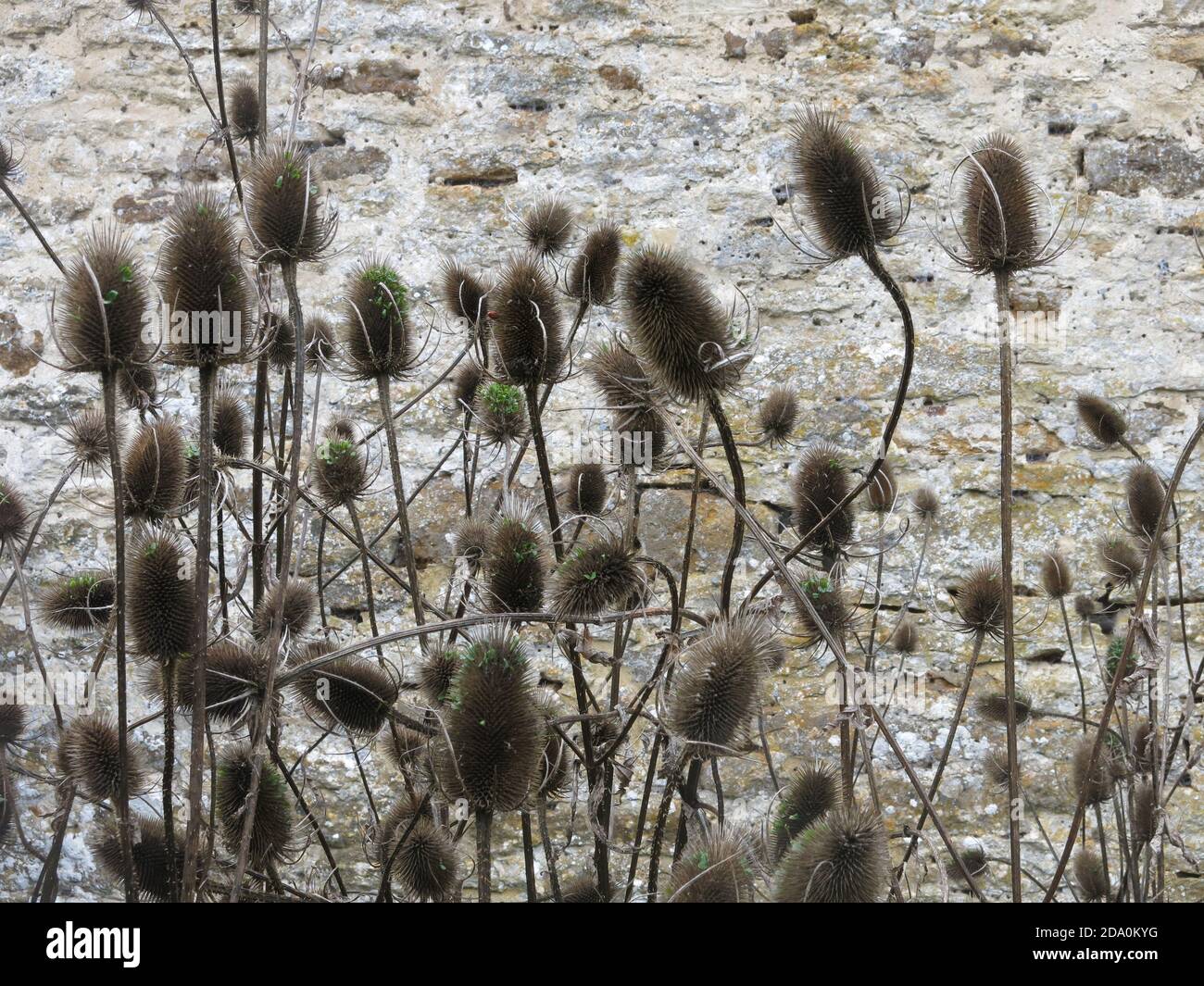 Le alte e impressionanti teste di mare autunnali di teasels, caprifoliaceae, che forniscono interesse scultoreo contro la parete di pietra di un giardino inglese. Foto Stock