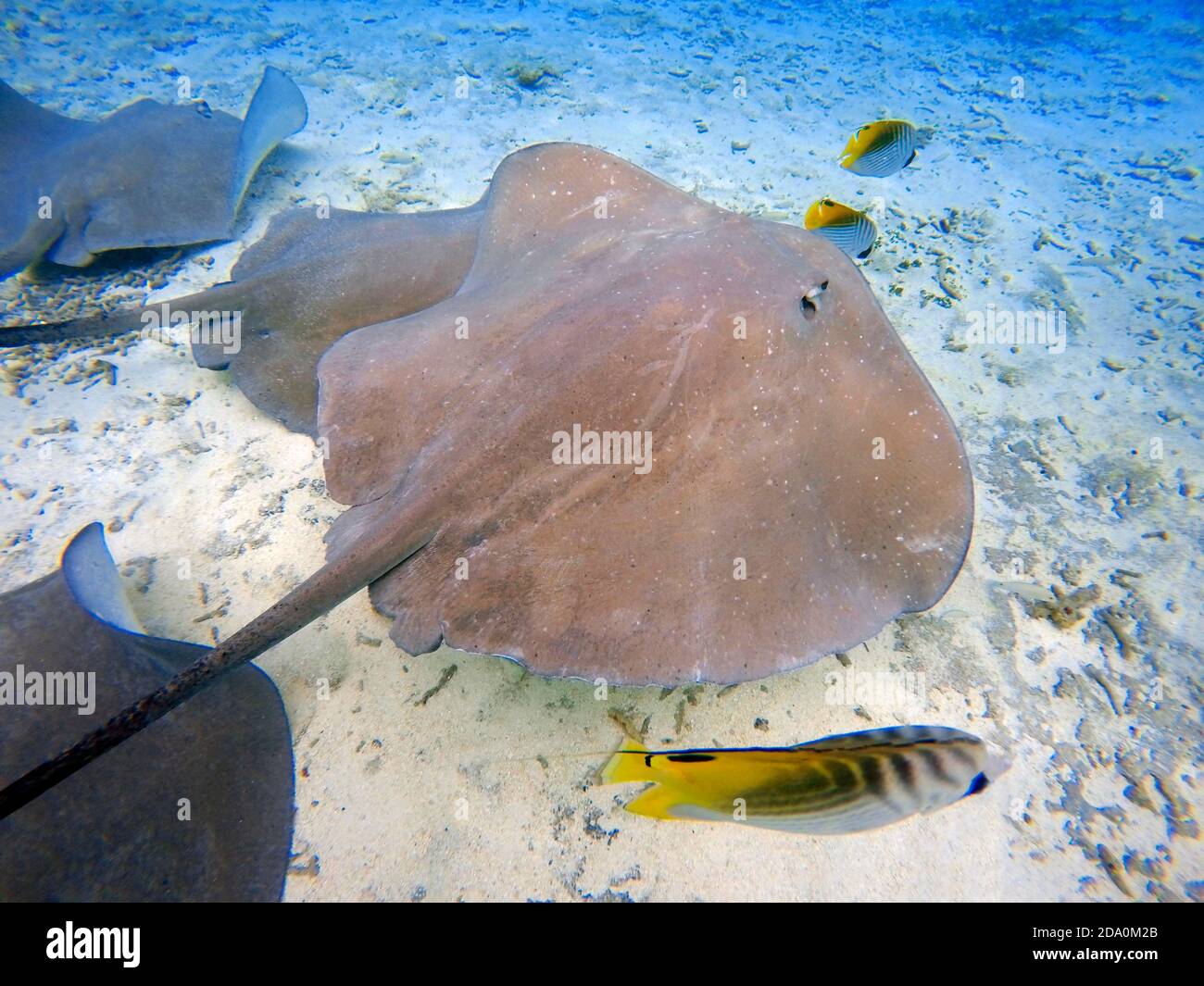 Sting rays in acque poco profonde del Bora Bora Lagoon, Moorea, Polinesia francese Isole della Società, South Pacific. Cook's Bay. Foto Stock