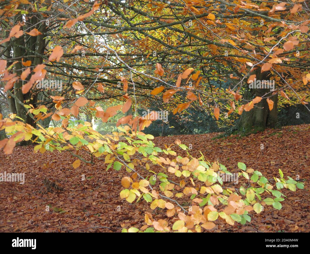Un tappeto di foglie d'autunno copre il terreno sotto gli alberi nei terreni di Rousham House, un giardino paesaggistico progettato da William Kent. Foto Stock