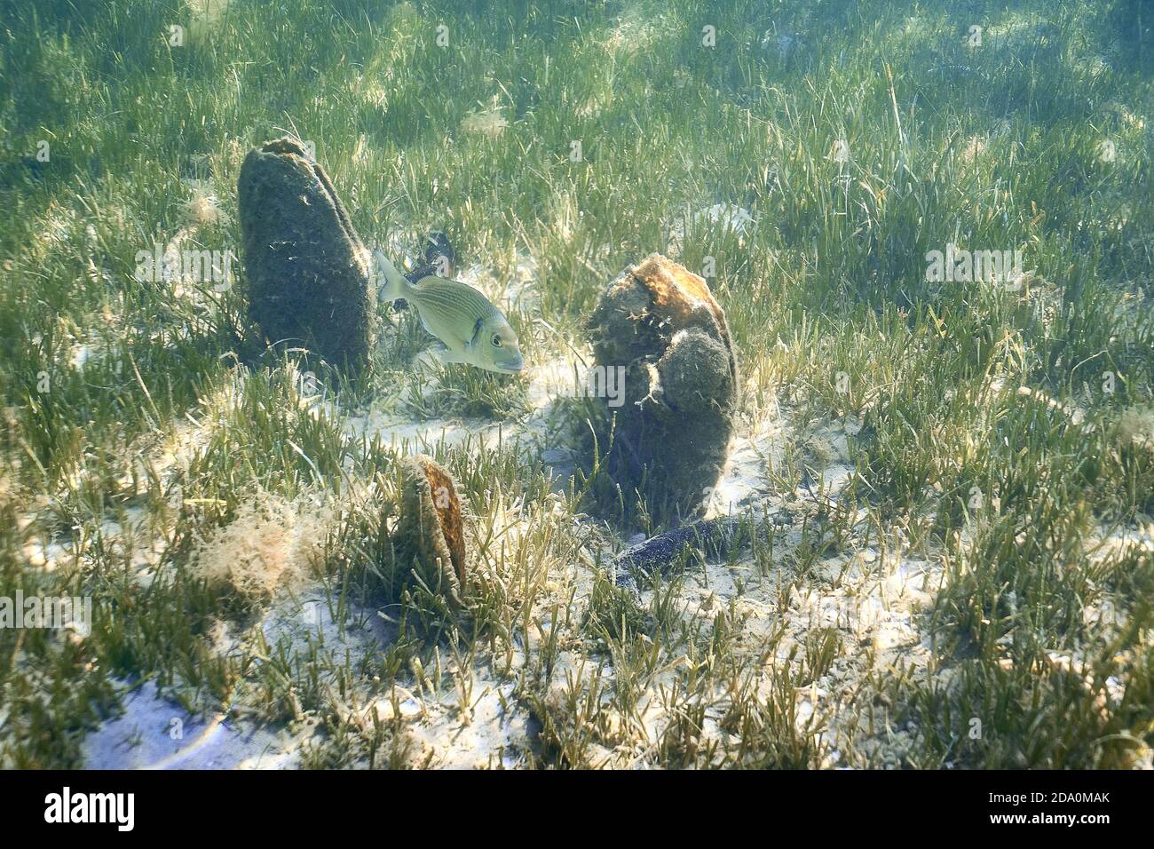 Sarpa salpa, comunemente conosciuta come pesce sognante, salema, porgy salema, orata di mucca o orlata che nuotano nelle acque poco profonde del mare. Sullo sfondo un pina nobi Foto Stock