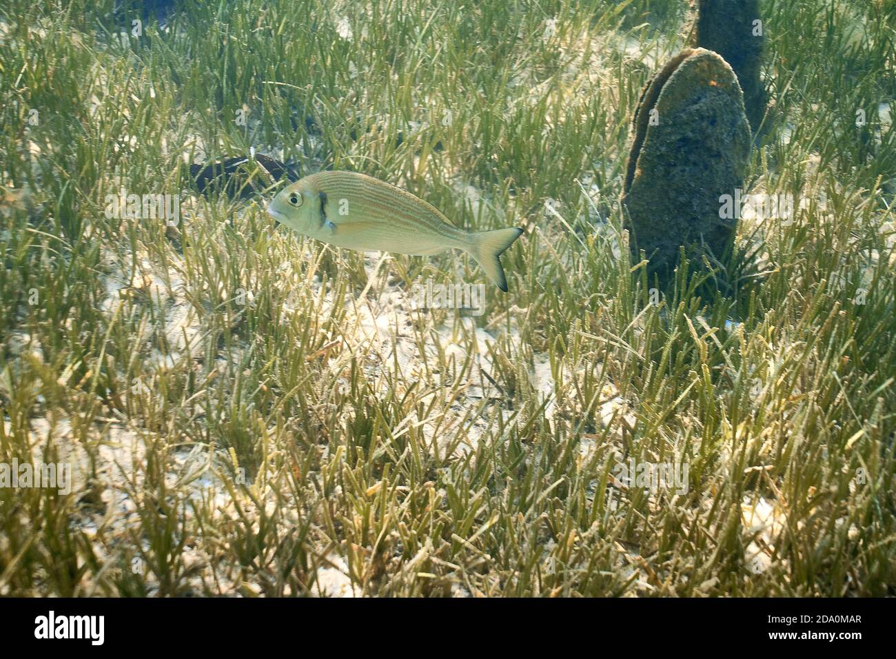 Sarpa salpa, comunemente conosciuta come pesce sognante, salema, porgy salema, orata di mucca o orlata che nuotano nelle acque poco profonde del mare. Sullo sfondo un pina nobi Foto Stock