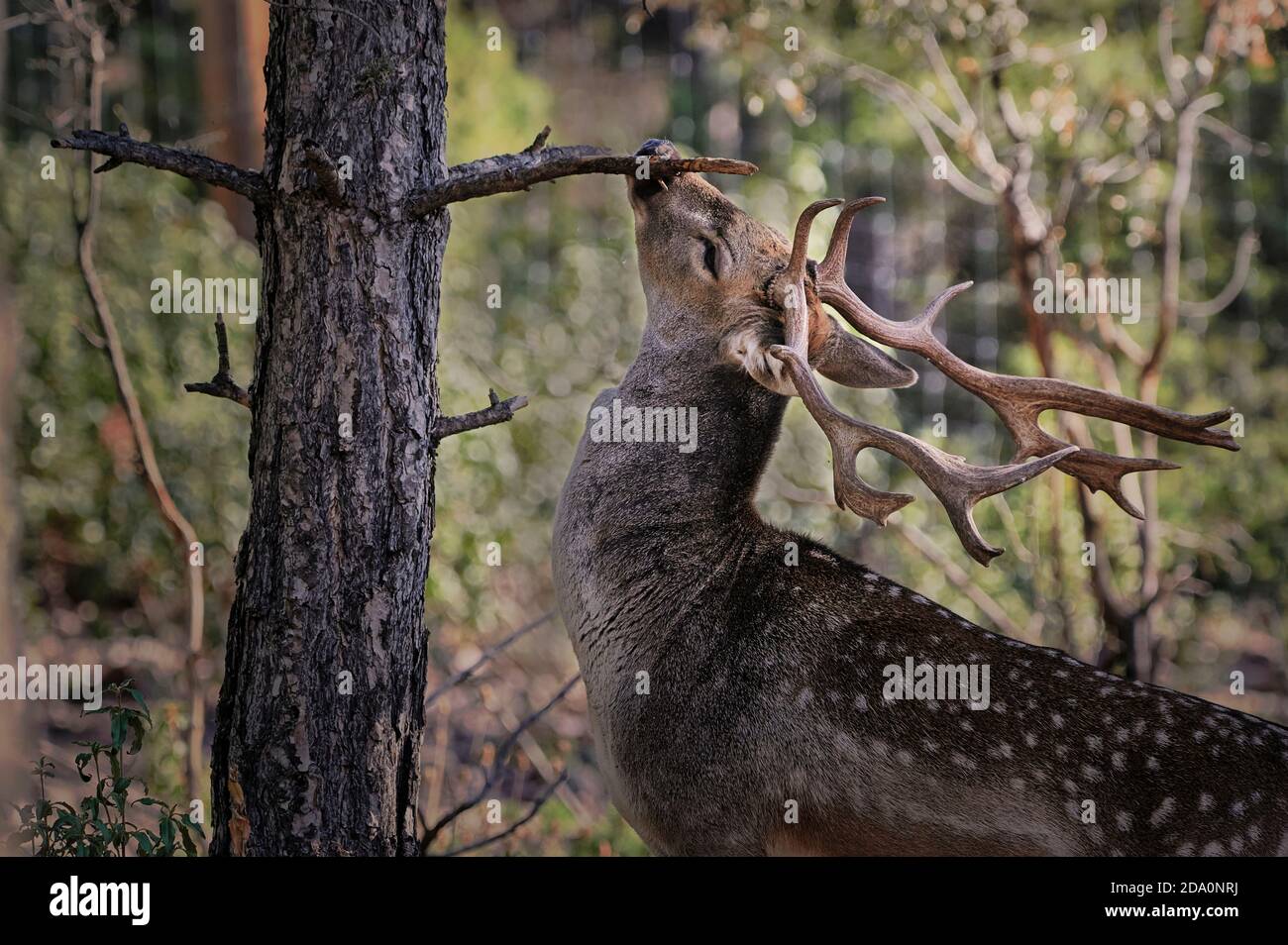 Tranquillo giovane cervo selvaggio fieno con punti di pascolo nella foresta su sfondo sfocato di piante verdi e boschi Foto Stock