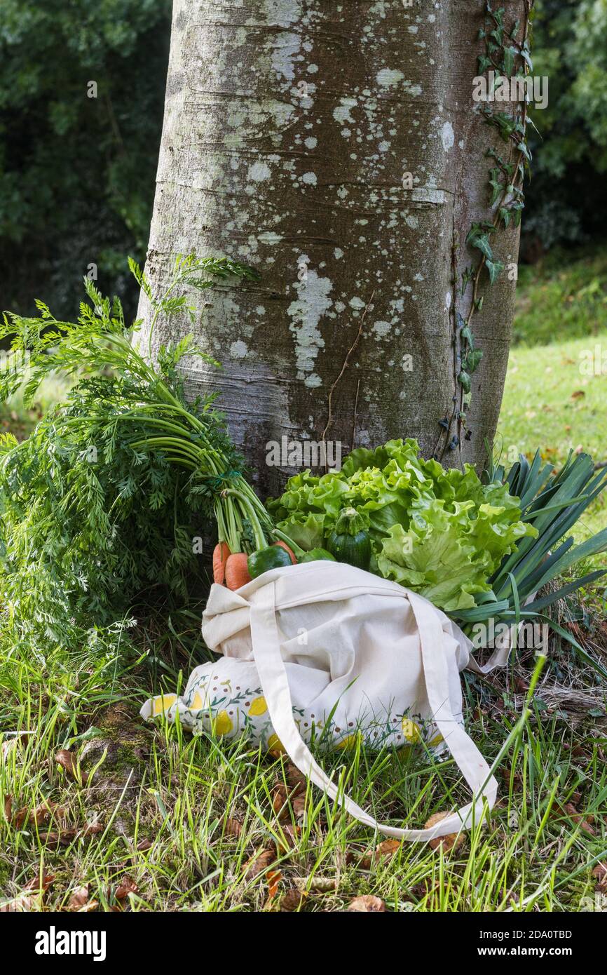 Borsa di shopping in cotone eco-friendly piena di carote mature e. lattuga posta sul prato vicino albero in natura mostrando concetto di cibo sano e di dieta Foto Stock