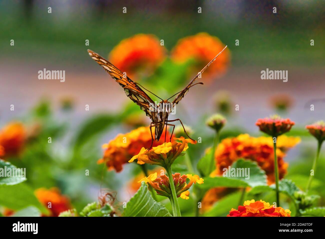 Direttamente sulla vista di un colorato golfo fritellario farfalla. Foto Stock