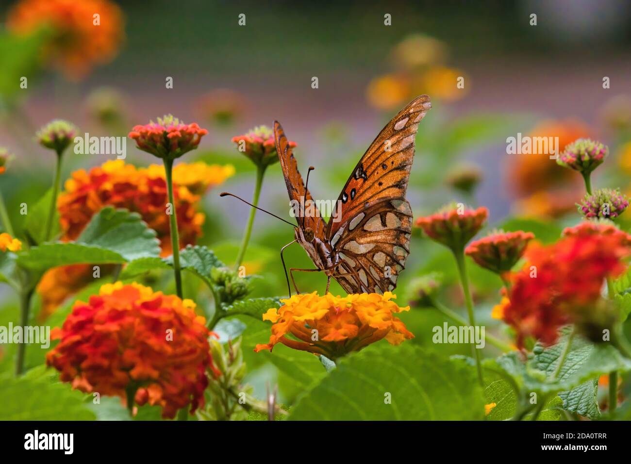 Macro vista di una farfalla fritellaria del golfo dai colori vivaci. Foto Stock