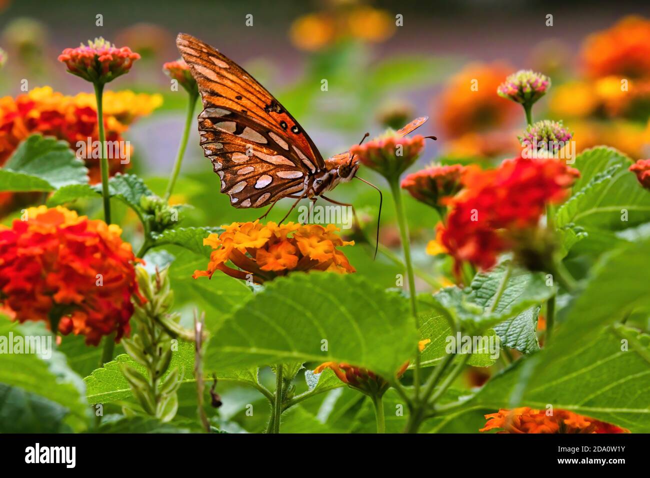 Vista a livello dell'occhio di una farfalla fritellaria del golfo dai colori vivaci. Foto Stock