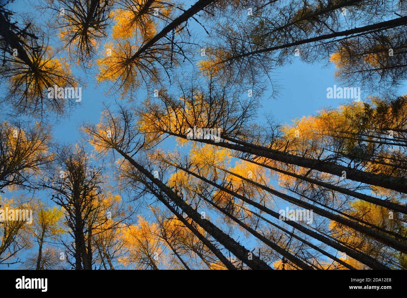 Guardando in alto alti tronchi di alberi scuri e un luminoso baldacchino arancione contro un cielo blu profondo, nella foresta di Rogie Falls, Scottish Highlands, Regno Unito. Foto Stock