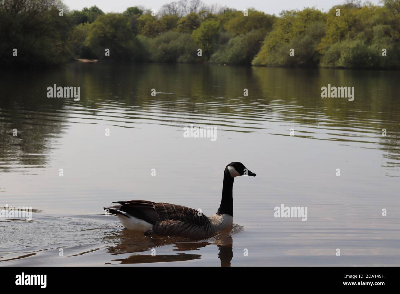 Duck Wild .Lake nel parco DI LONDRA Foto Stock