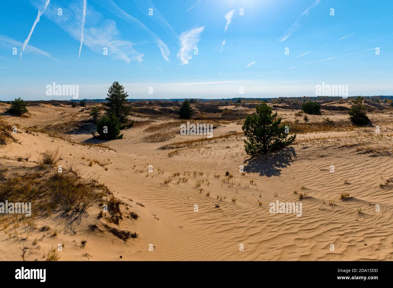 Splendida vista sui pini verdi in semi-deserto in autunno Foto Stock