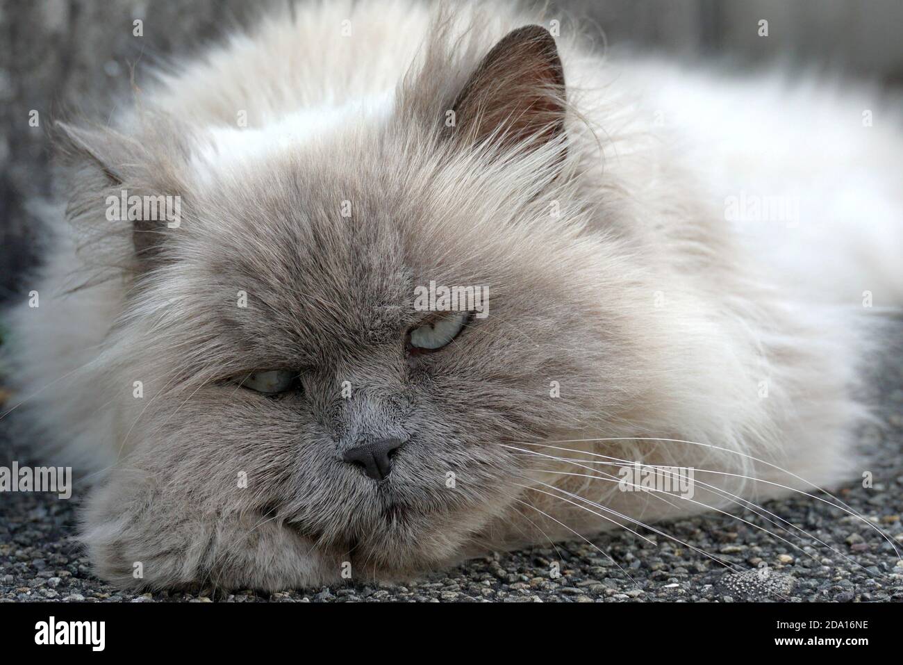 Un ritratto di un gatto peloso e dai capelli lunghi con occhi blu che si stendono a terra. La sua espressione facciale sembra arrabbiata e sta guardando nella fotocamera. Foto Stock