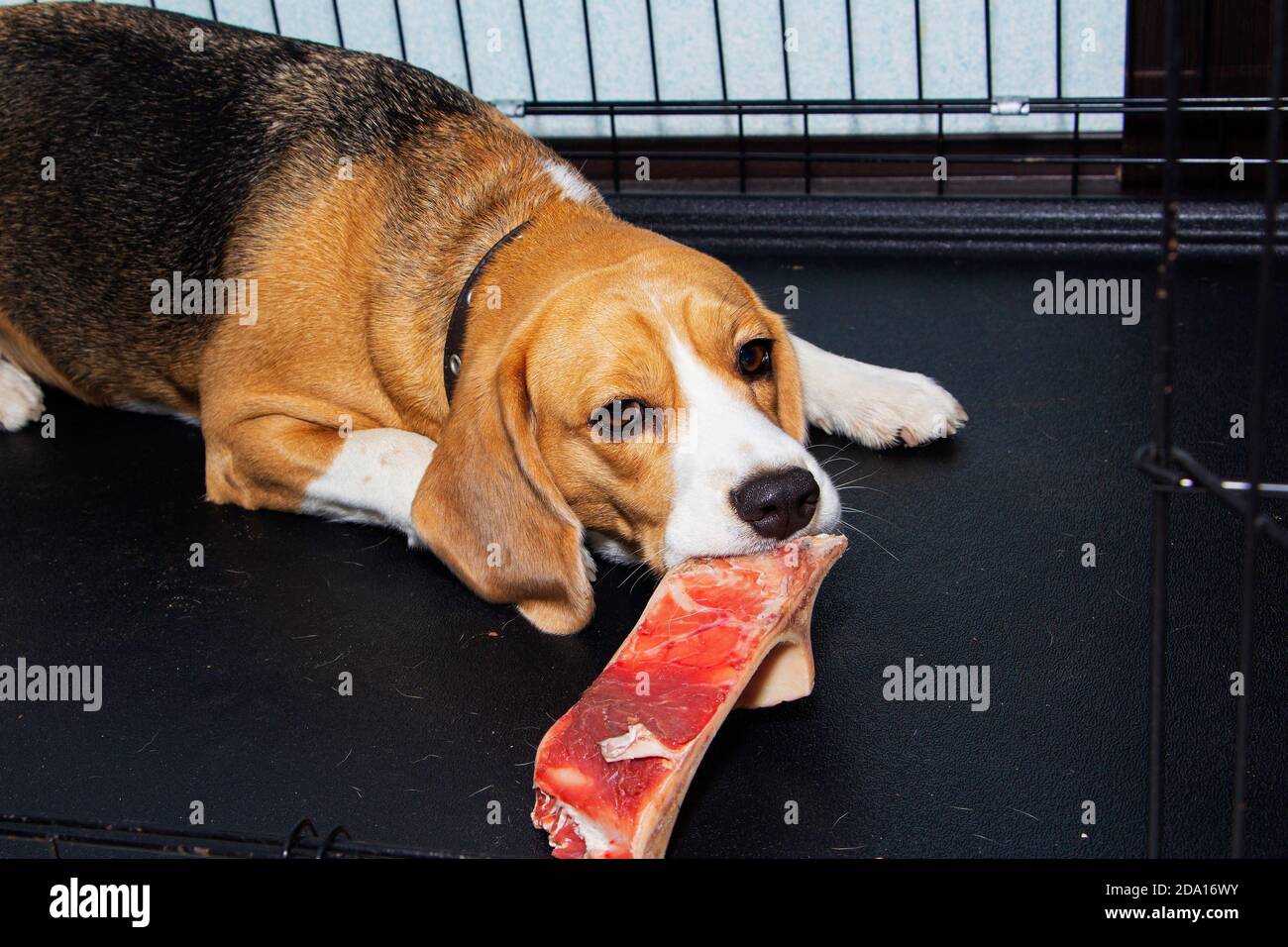 Un giovane Beagle brilla un osso reale con la carne. Foto Stock