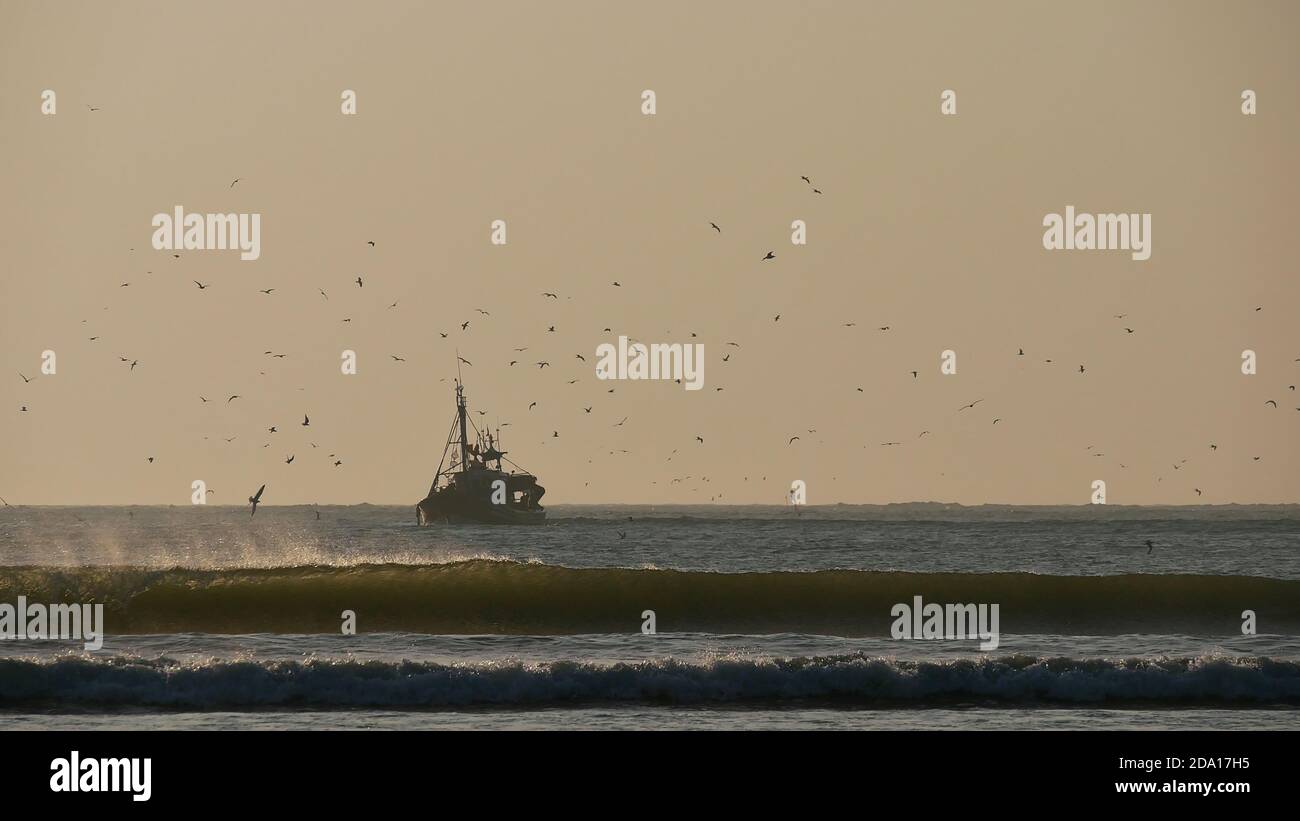 Vista della barca da pesca sulla costa dell'Oceano Atlantico vicino Essaouira, Marocco, Africa inseguito da un grande gruppo di uccelli di gabbiano nell'aria frizzante. Foto Stock