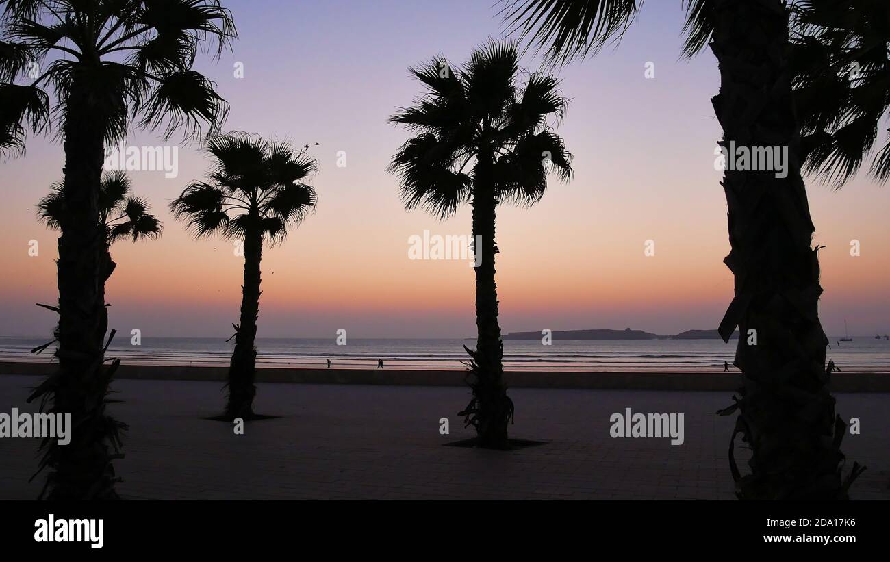 Silhouette di alte palme sulla spiaggia di Tagharte sull'Oceano Atlantico a Essaouira, Marocco, Africa dopo il tramonto con scolorito cielo arancione. Foto Stock