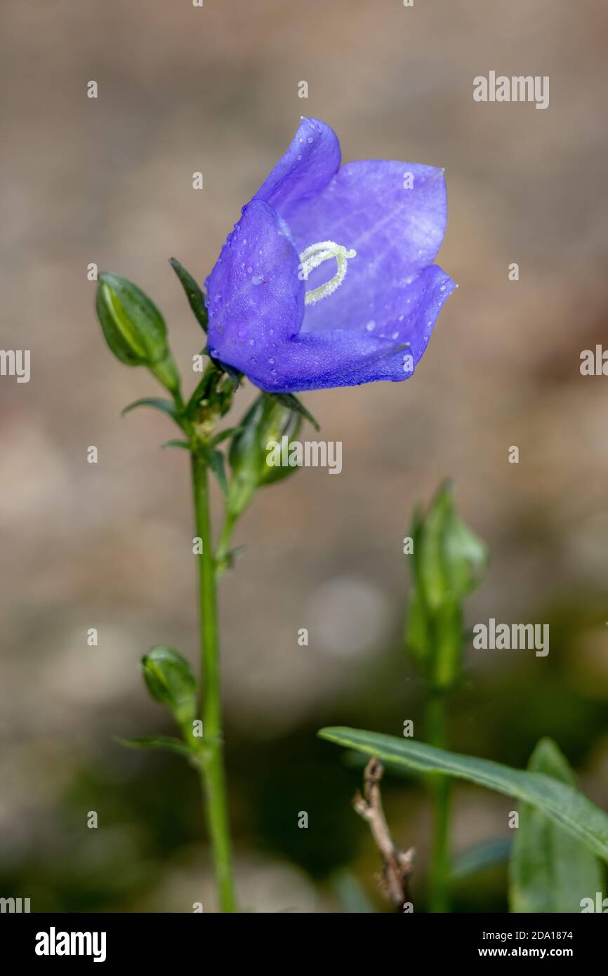 Carta Bellflower (Campanula persicifolia) coperta di rugiada Foto Stock