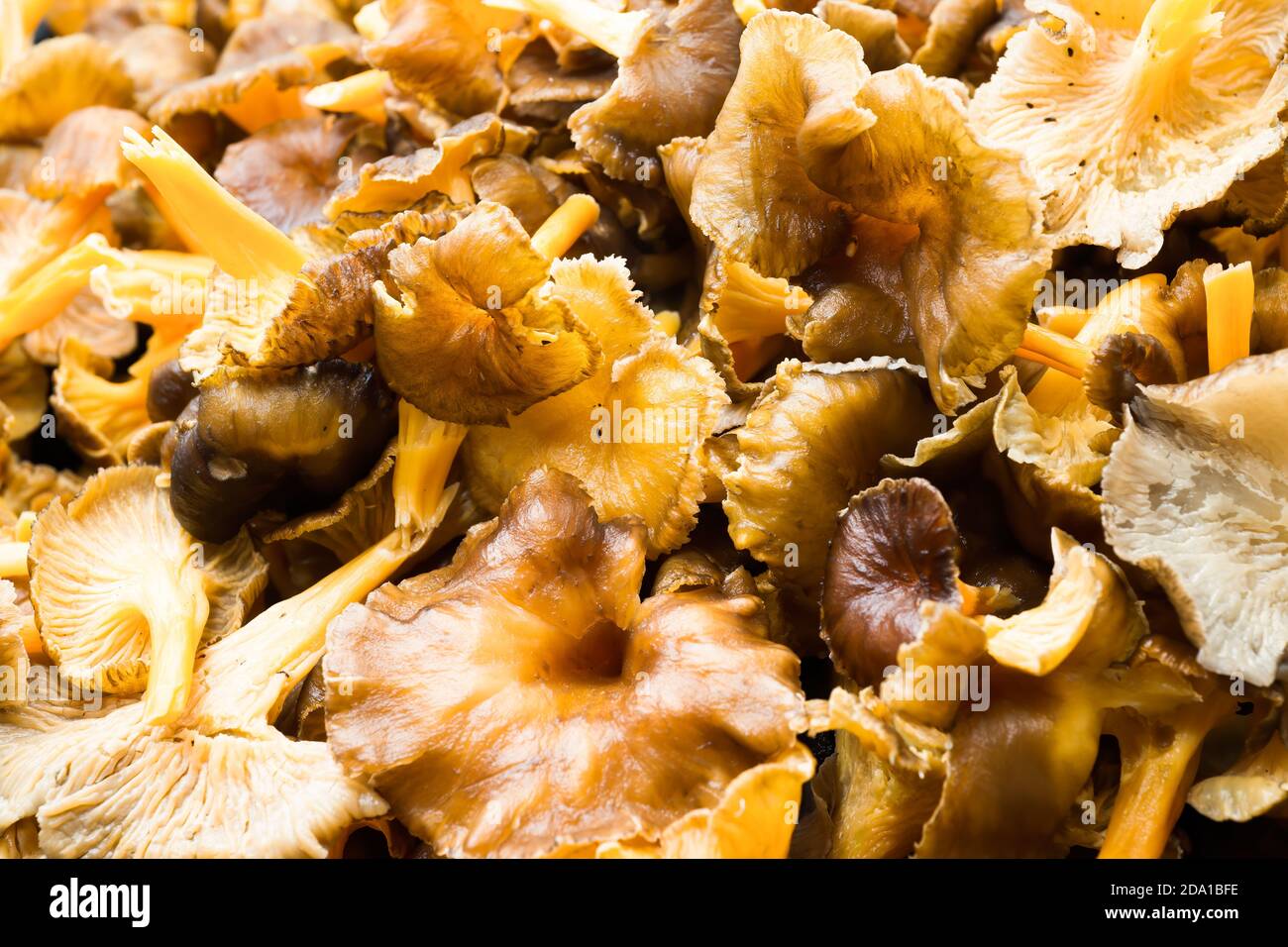 Funghi di foresta, chanterelle invernali (Craterellus tubaeformis) in una padella durante la caduta. Foto Stock