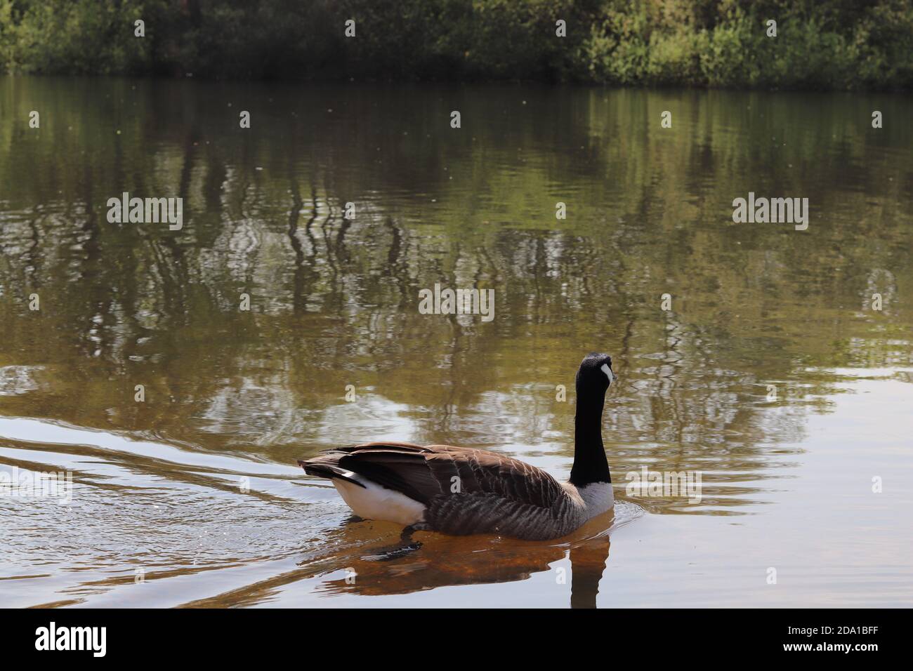 Duck Wild .Lake nel parco DI LONDRA Foto Stock