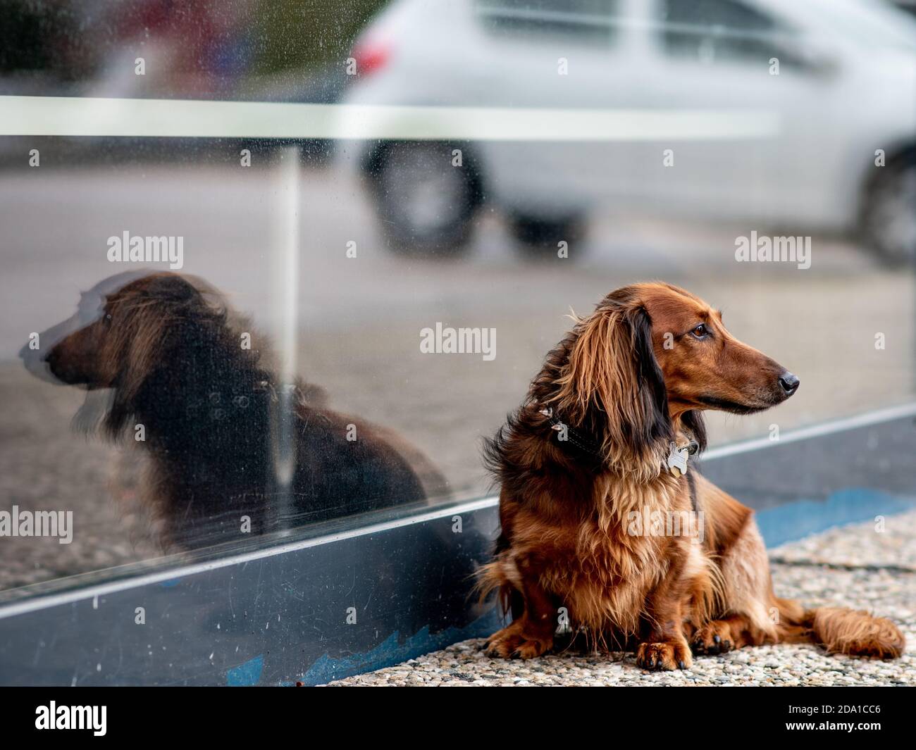 Dachshund cane è in attesa di fronte alla vetrina Foto Stock