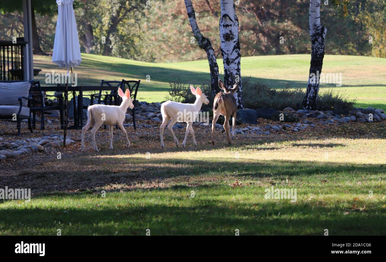 Raro avvistamento di due giovani cervi albini con la loro madre, Pine Mountain Lake, California. Foto Stock