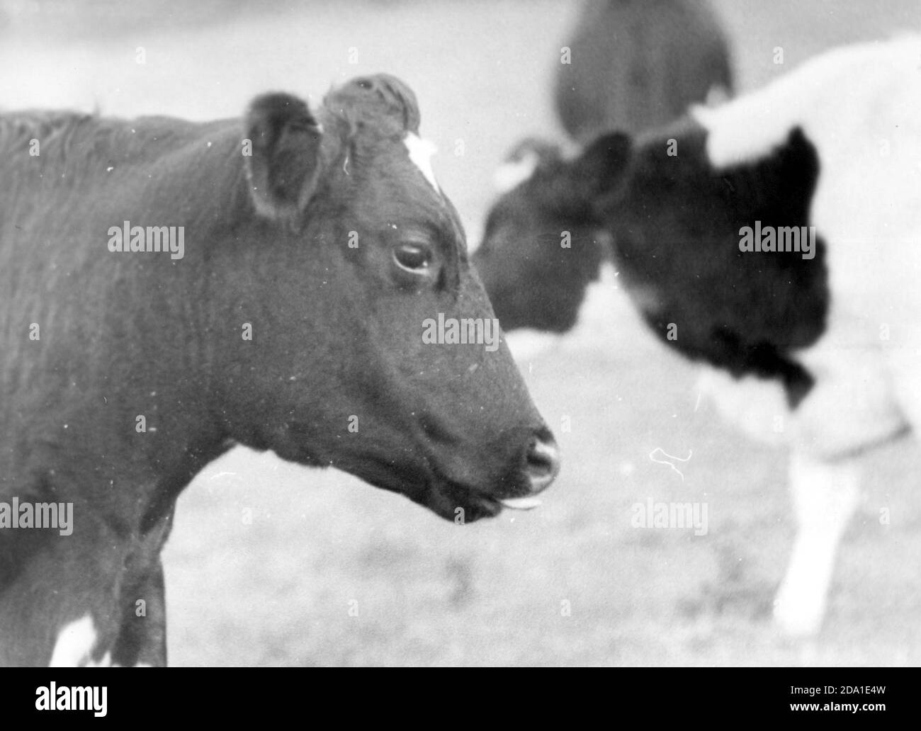 JASMINE LA MUCCA TORNA NEL SUO CAMPO DOPO ESSERE STATO SALVATO DOPO AVER CADUTO GIÙ SCOGLIERE SULL'ISOLA DI WIGHT. 1984 Foto Stock