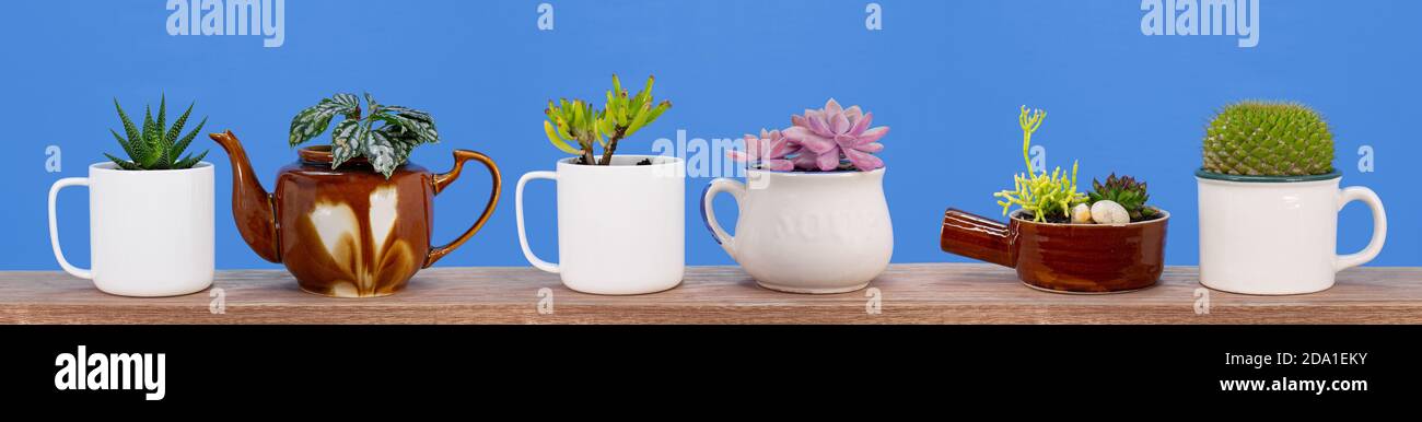 linea di piante da casa coltivate in tazza riciclata e tisane su tavola di legno, riciclare, riutilizzare, up ciclo per la vita sostenibile e il giardinaggio Foto Stock