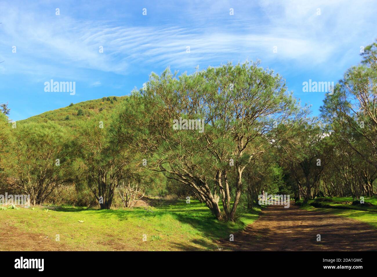 Strada sterrata e arbusti di scopa, vegetazione tipica del Parco dell'Etna in Sicilia, sotto il paesaggio torbido Foto Stock