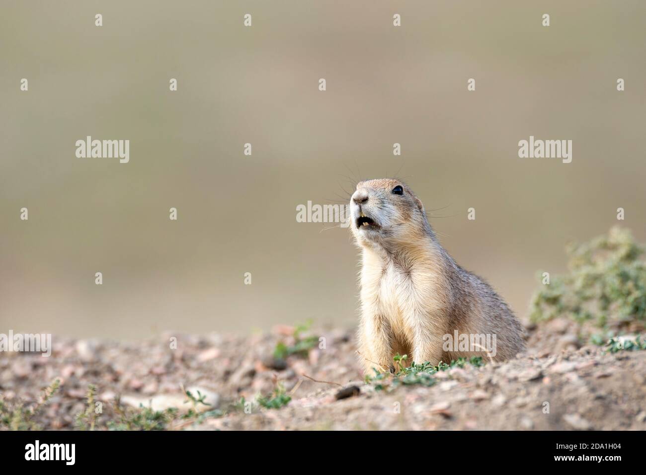 Cane di prateria dalla coda nera (Cynomys ludovicianus) abbaiando un allarme. Theodore Roosevelt NP, ND, USA, Dominique Braud/Dembinsky Photo Assoc Foto Stock