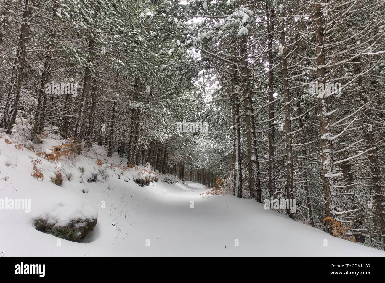 Percorso innevato in una pineta del Parco dell'Etna, Sicilia Foto Stock