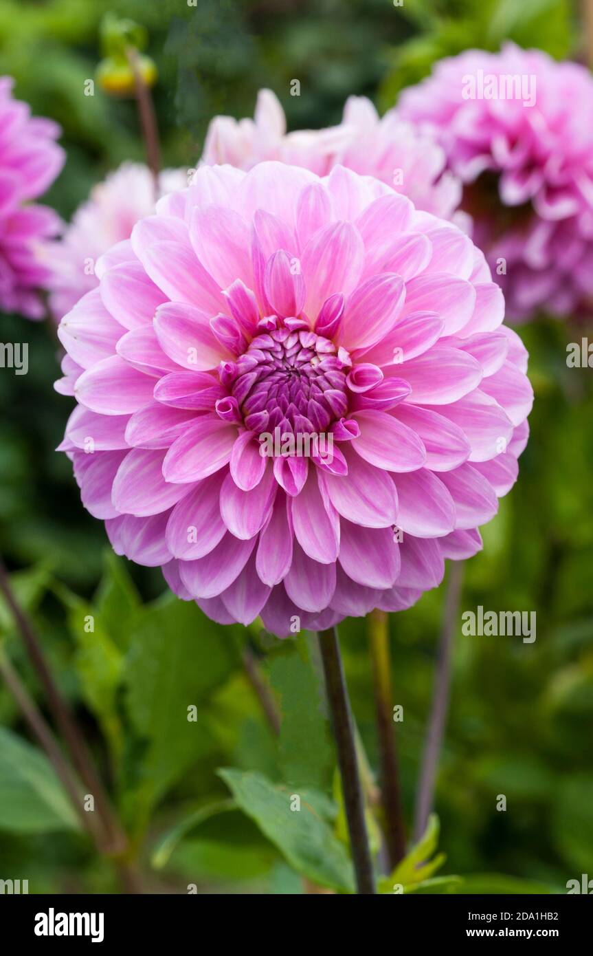 Primo piano di Dahlia Crossfield Ann una dahlia decorativa che Ha fiori rosa in estate e in autunno UNA pianta tuberosa e' decisamente difficile Foto Stock