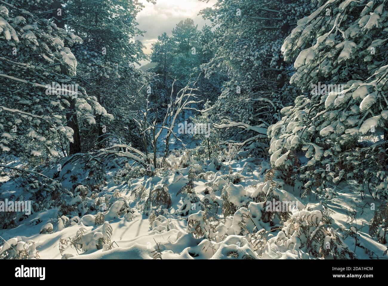 Pinete innevate di una fitta foresta mista nel Parco dell'Etna, in Sicilia Foto Stock
