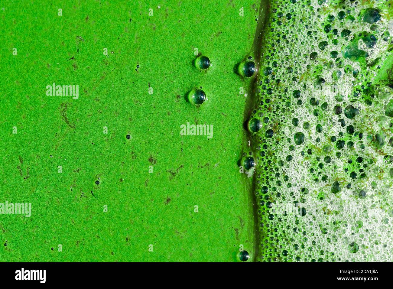 Alghe alghe bloom ecosistema acqua immagini e fotografie stock ad alta ...
