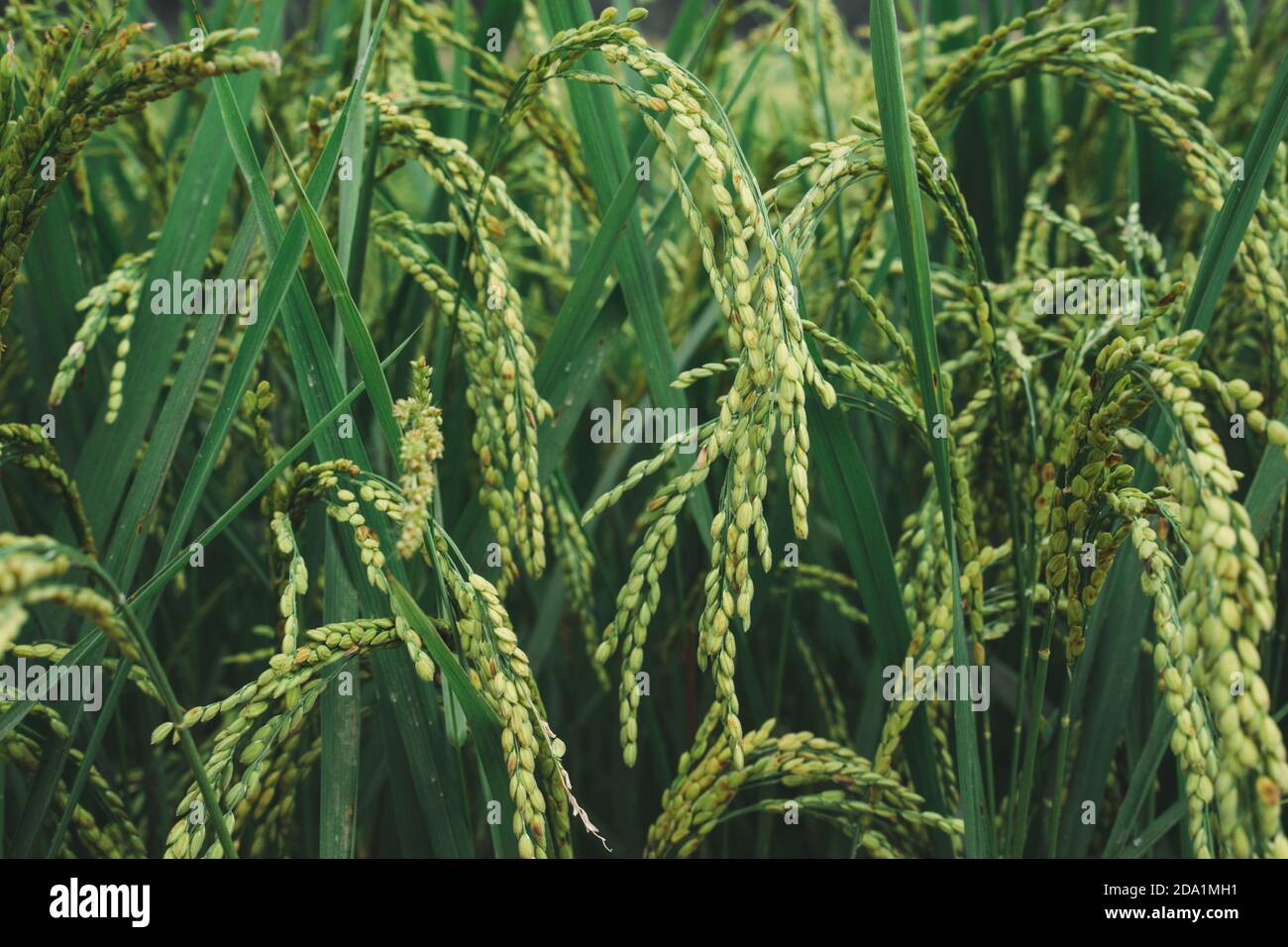 Campo di riso, closeup pf riso raccolti, risaie verdi in Asia, stagione di raccolto, agricoltura e agricoltura campo di riso in Nepal, strada di campagna, villa Foto Stock