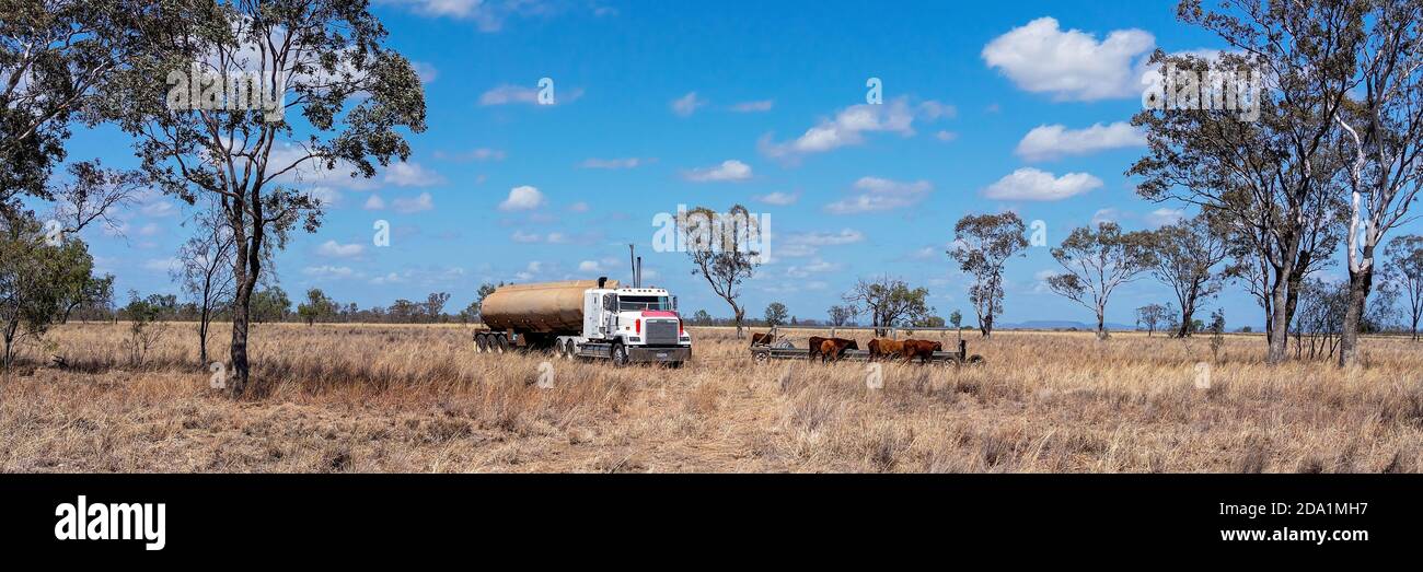 Clermont, Queensland, Australia - Ottobre 2019: Una petroliera che riempie un trogolo per bestiame assetato da bere in un paddock di campagna Foto Stock