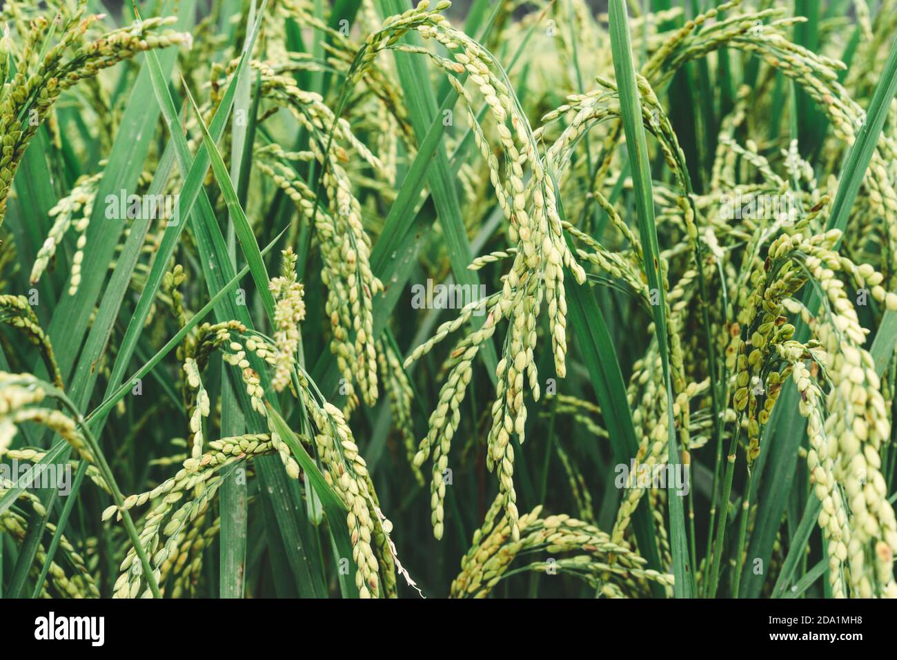 Campo di riso, closeup pf riso raccolti, risaie verdi in Asia, stagione di raccolto, agricoltura e agricoltura campo di riso in Nepal, strada di campagna, villa Foto Stock