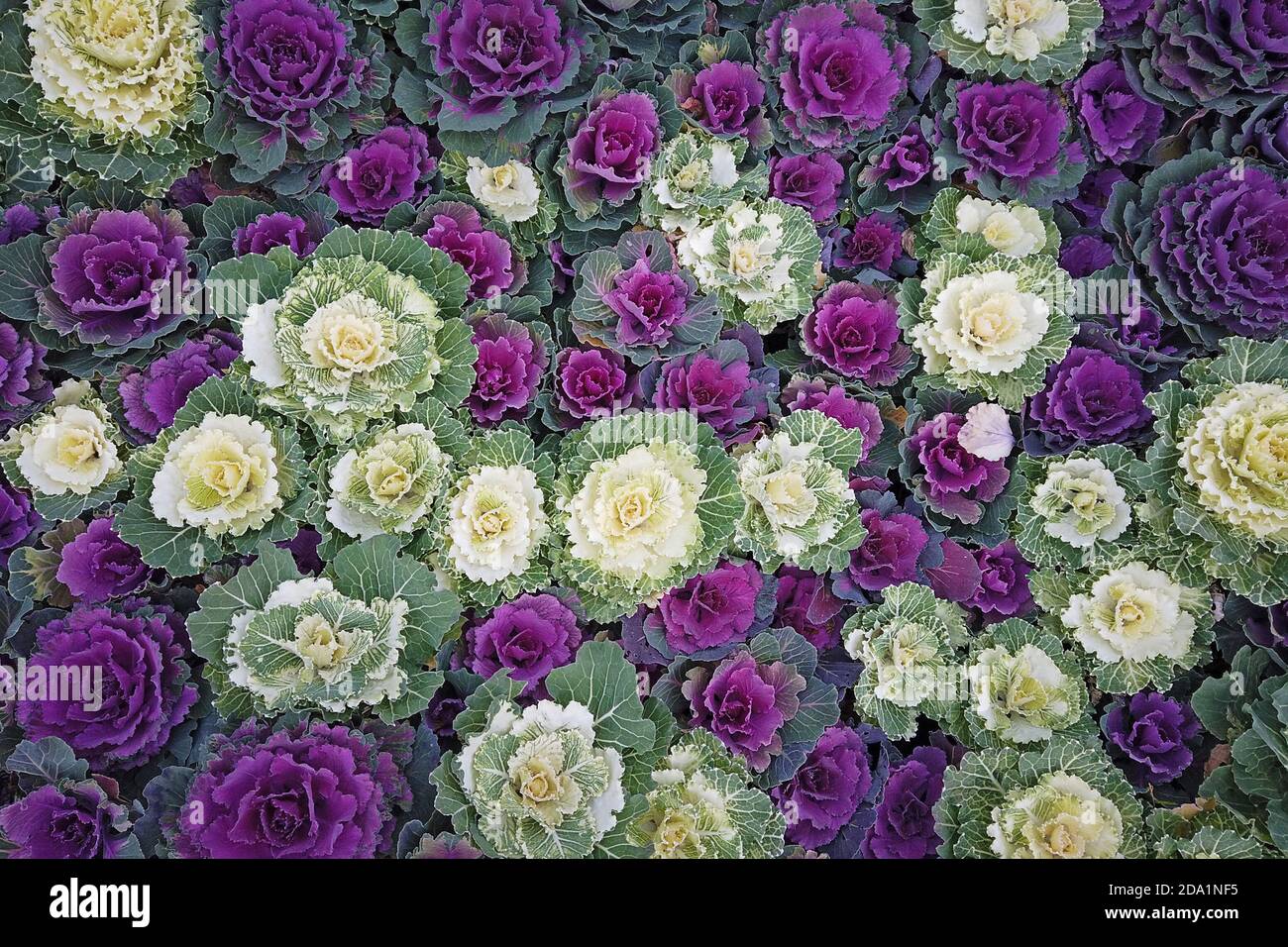 Piante - Piante verdi: Cavolo ornamentale bianco. Vendita piante e