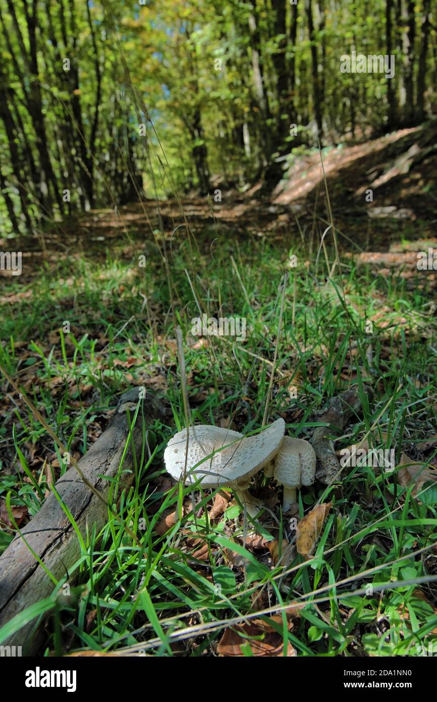 Due funghi Macrolepiota procera sul sentiero abbandonato del Parco Nazionale dei Nebrodi, Sicilia, Italia Foto Stock