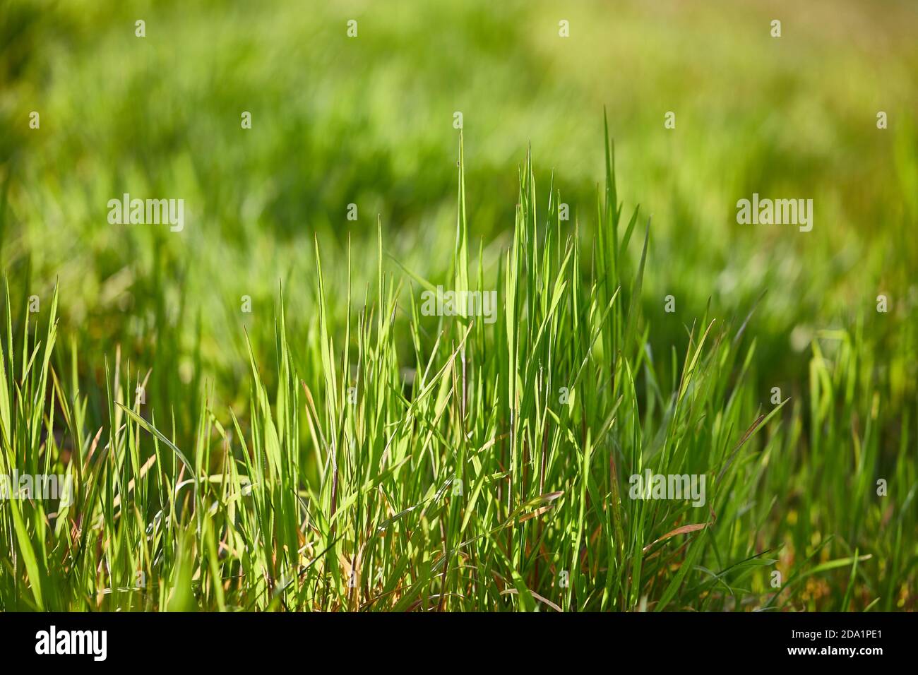 Erba verde campo Foto Stock