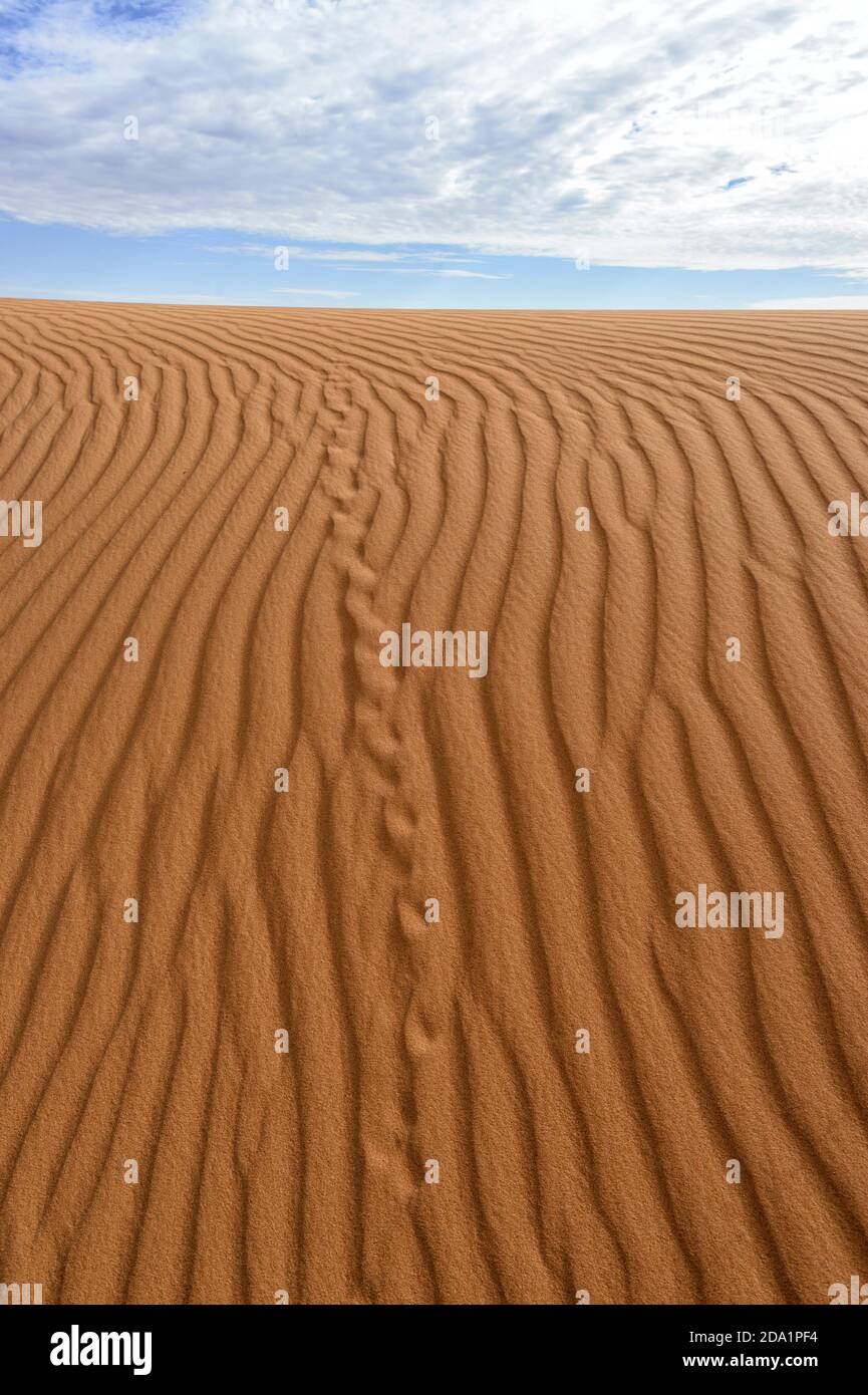 Percorsi per animali e motivi di sabbia sulla Big Red Sand Dune, una famosa attrazione turistica vicino a Birdsville, Queensland, QLD, Australia Foto Stock