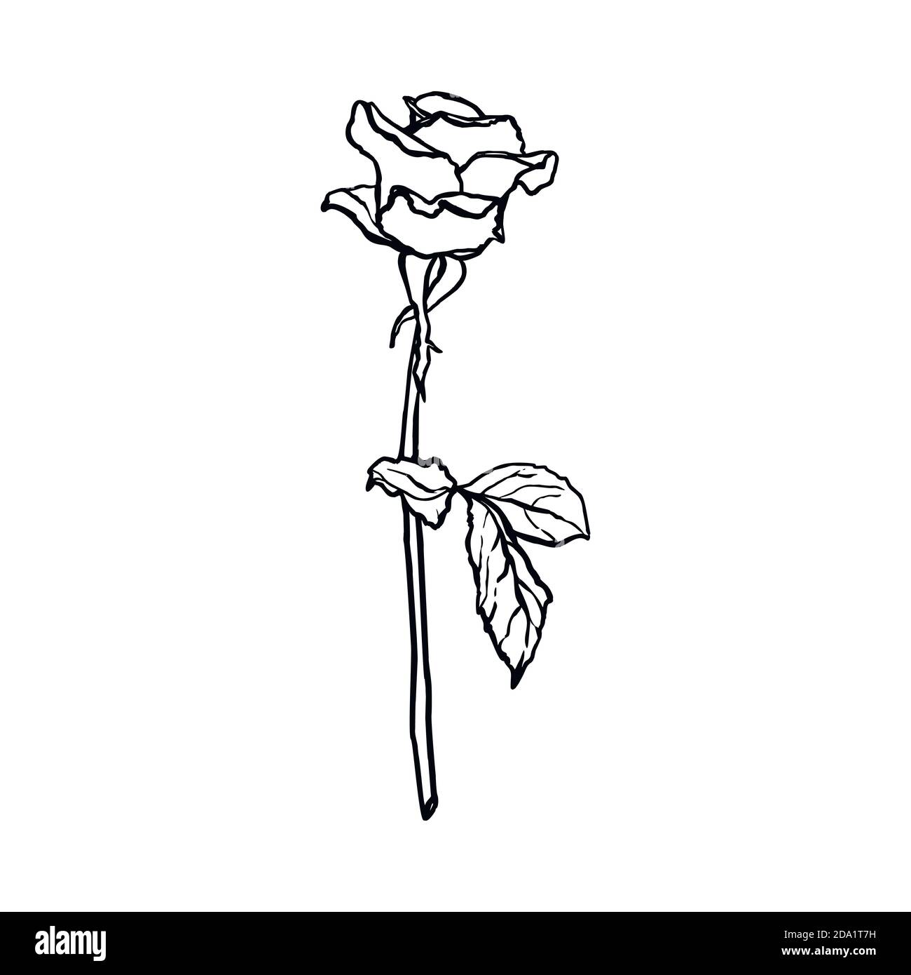 Disegno di linea del fiore di rosa. Vector Outline Blossom in uno stile minimalista alla moda. Illustrazione Vettoriale