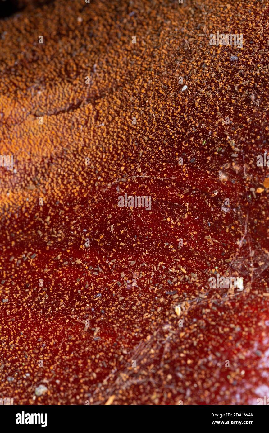 Superficie superiore di Fistulina hepatica Foto Stock