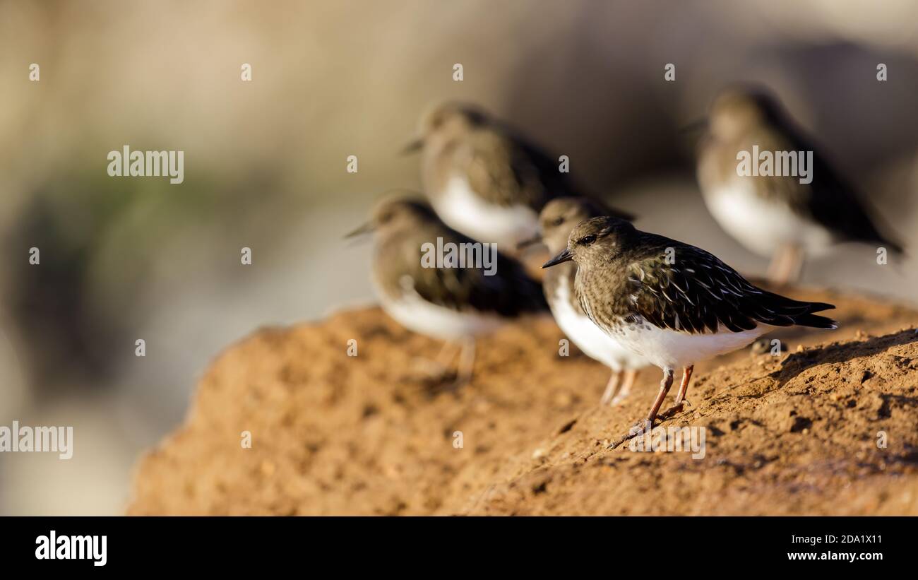 Flock of Nonbreeding Black Turnstone Birds Foraging on Rocky Shores. Foto Stock