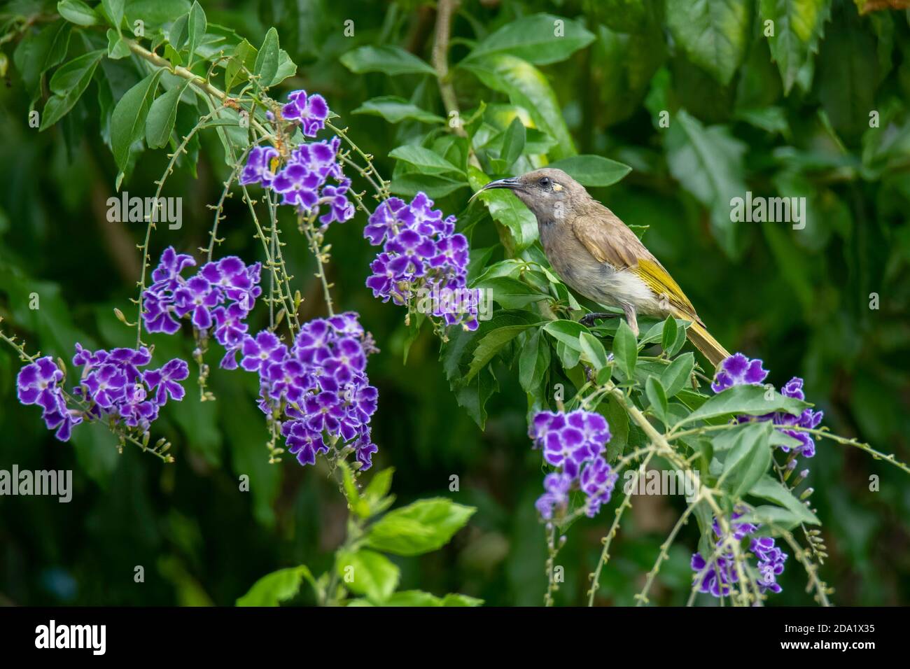 Brown Honeyeater Lichmera indistinta Julatten, Queensland, Australia 1 novembre 2019 Maschio adulto Melifagidae Foto Stock