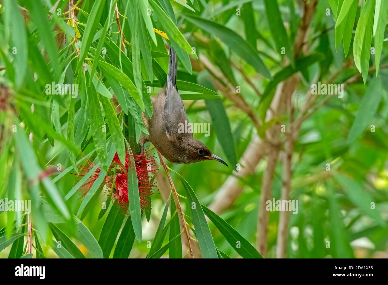 Myzomela Myzomela Obscure Julatten, Queensland, Australia 1 novembre 2019 Adulto Melifagidae Foto Stock