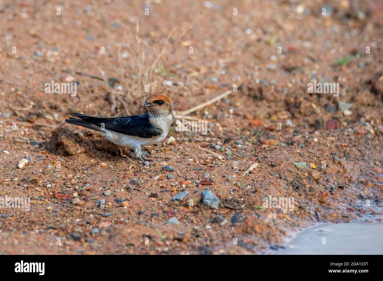 Fairy Martin Petrochelidon ariel Big Mitchell Creek Reserve, Queensland, Australia 2 novembre 2019 Adulto che prende il volo. Hirundinidae Foto Stock