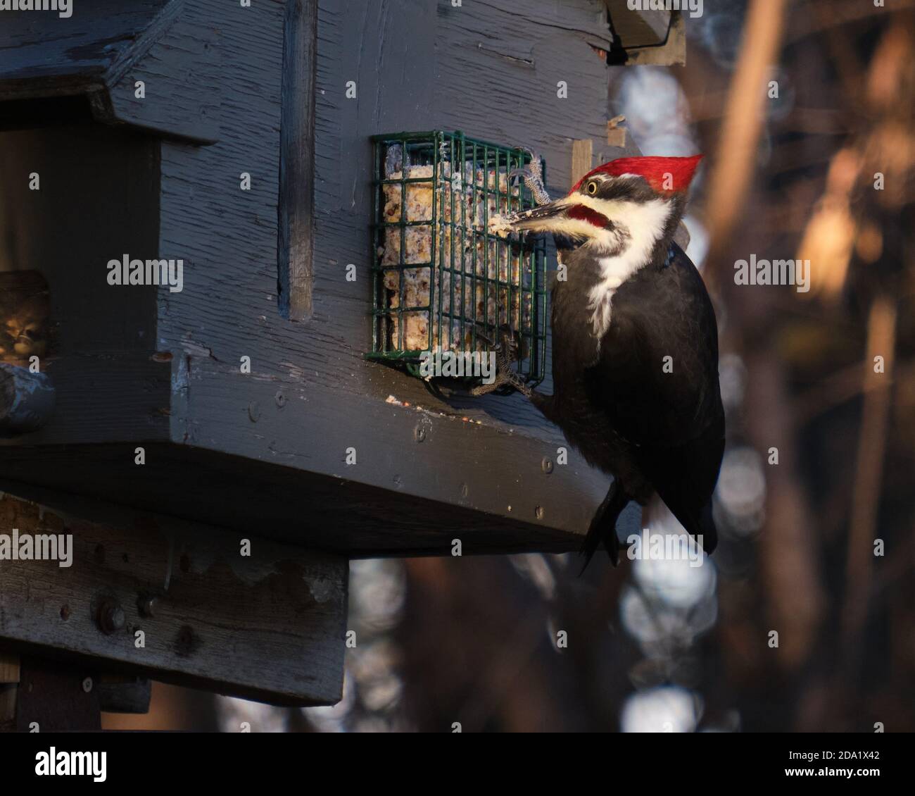 Picchio pileato (Dryocopus pileatus) appeso da un birdfeeder di metallo che attacca il becco lungo mangia suet Foto Stock