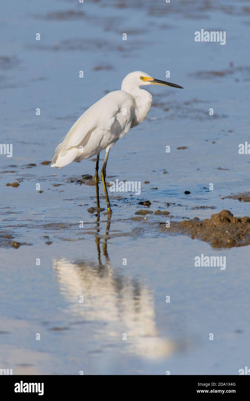 Little Egret Egretta garzetta Cains, Queensland, Australia 31 ottobre 2019 Adulto Ardeidae Foto Stock